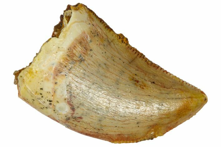 Serrated, Baby Carcharodontosaurus Tooth - Morocco #361032